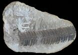 Pecopteris Fern Fossil (Pos/Neg) - Mazon Creek #70370-1